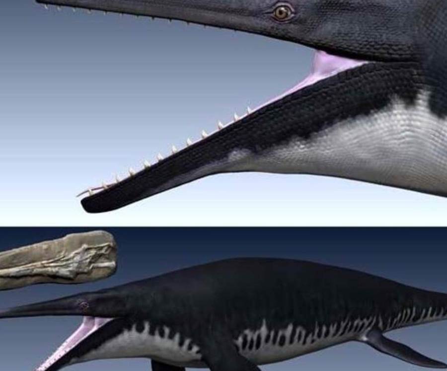 اكتشاف ديناصور مائي عملاق في المغرب عاش قبل ملايين السنين