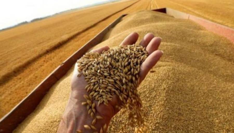  الهيئة العامة للسلع التموينية تجري محادثات خاصة مع تجار لشراء القمح
