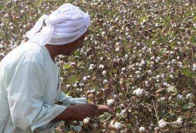 الإحصاء: 224.9 مليار جنيه قيمة الدخل الزراعي خلال 2014-2015