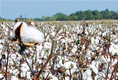 نائب برلماني يطالب بزيادة سعر قنطار القطن إلى 4 آلاف جنيه