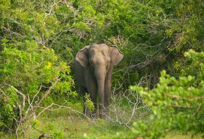 بالفيديو .. فيل بري يقتل "مخمورا" بسبب سيلفي