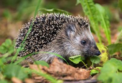 القنافذ مهددة بالانقراض فى بريطانيا .. تعرف على السبب