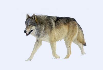 بالفيديو.. ذئب ينقض على صياد بعدما تظاهر بالموت