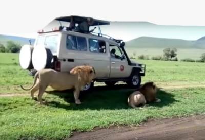 بالفيديو .. غباء سائح يكاد يؤدي إلى قطع يده