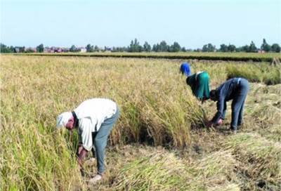 "الفلاحين" تبحث آليات حل كافة مشاكل المزارعين