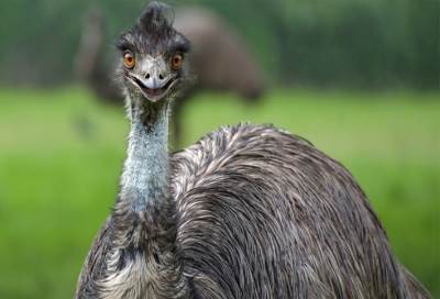 بالفيديو .. نهاية مأساوية لمطاردة بين رجال الشرطة وطائر