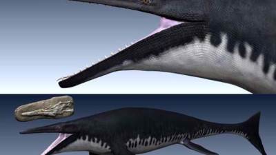 اكتشاف ديناصور مائي عملاق في المغرب عاش قبل ملايين السنين