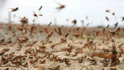 وزارة البيئة السعودية: المملكة خالية من تكاثر الجراد الصحراوي