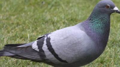 بـ 1.6 مليون يورو .. بيع أغلى حمامة في العالم بسعر قياسي