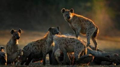 في زيمبابوي.. قطيع ضباع يجر رجلاً من كوخه ويأكل نصفه