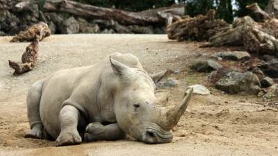  عدد الحيوانات تقلص بنسبة 68%.. وخبراء يقدمون حلولاً تمنع انقراضها 